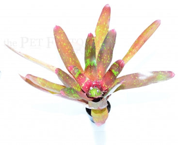 Red Goodies Bromeliad | Neoregelia 'Red Goodies' – The Pet Factory terrarium plant