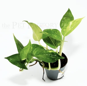 Golden Pothos | Epipremnum aureum – pesticide-free terrarium plant