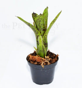 Doris Bromeliad | Neoregelia 'Doris' – pesticide-free terrarium plant