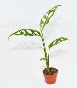 Peruvian Monstera | Monstera obliqua 'Peru' – The Pet Factory terrarium plant