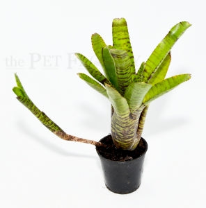 Pygmy Bromeliad | Neoregelia 'Pigmenia' – The Pet Factory terrarium plant