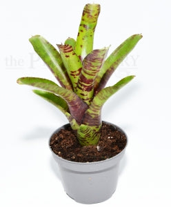 Screaming Tiger Bromeliad | Neoregelia 'Screaming Tiger' – The Pet Factory terrarium plant