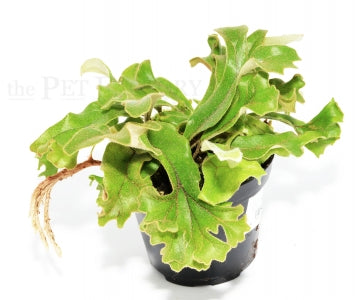 Crested Tongue Fern | Pyrrosia lingua 'Cristata' – The Pet Factory terrarium plant