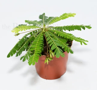 Little Tree Plant | Biophytum sensitivum – The Pet Factory terrarium plant