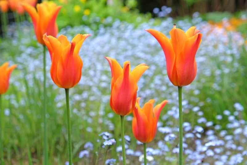 Tulip 'Ballerina' (12 Bulbs Per Pack)