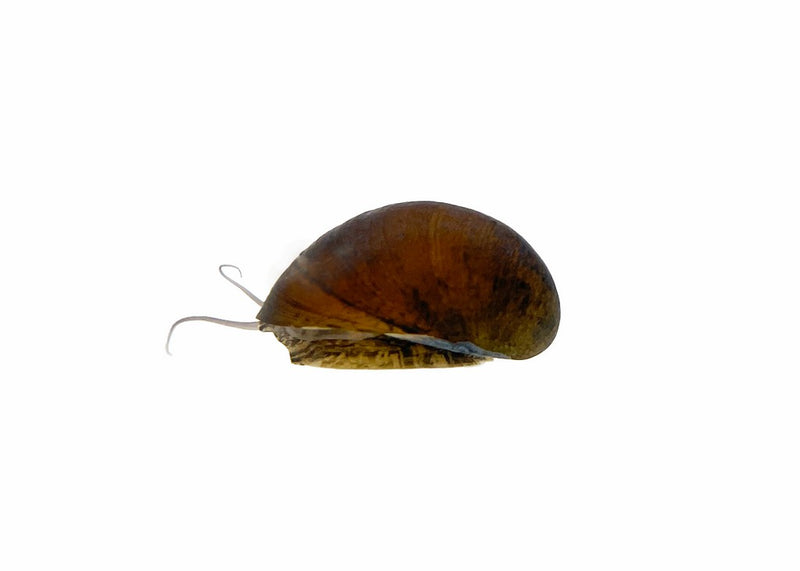 Black Military Helmet Snail | Neritina sp.