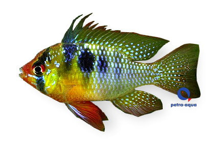 Blue Ram | Mikrogeophagus ramirezi