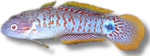 Peacock Gudgeon | Tateurndina ocellicauda