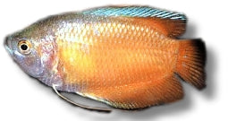 Neon Red Dwarf Gourami | Trichogaster lalius