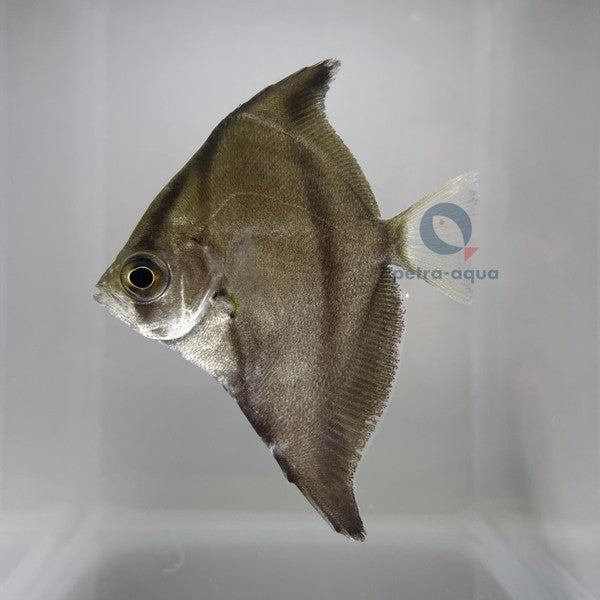 Mono Sebae | Monodactylus sebae