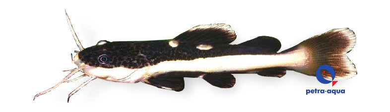 Red-Tailed Catfish | Phractocephalus hemioliopterus