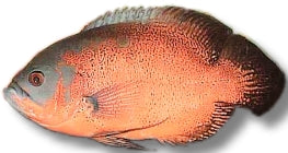 Red Oscar | Astronotus ocellatus
