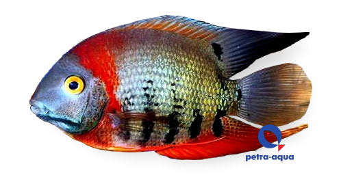 Rotkeil Severum | Heros sp.