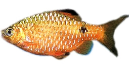 Rosy Barb | Pethia conchonius