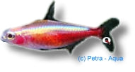 Gold Cardinal Tetra | Paracheirodon axelrodi