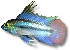 Three-Stripe Dwarf Cichlid | Apistogramma trifasciata