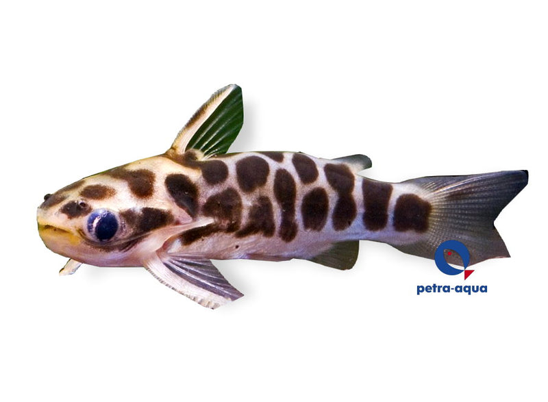 Tatia Catfish | Tatia perugiae