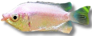 Pink Kissing Gourami | Helostoma temminckii