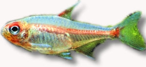 Glowlight Tetra | Hemigrammus erythrozonus