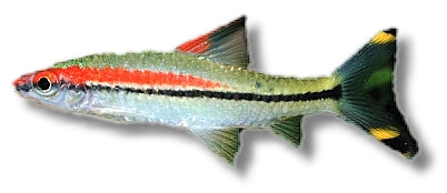 Denison Barb | Sahyadria denisonii