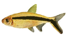 Penguin Tetra | Thayeria boehlkei
