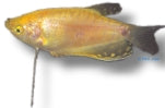 Gold Three-Spot Gourami | Trichopodus trichopterus