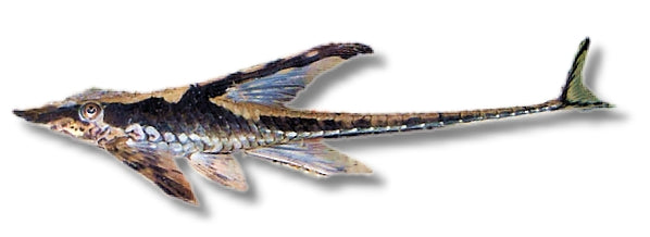 Royal Whiptail Catfish | Sturisoma panamense