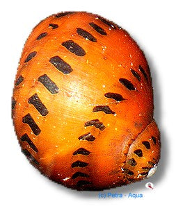 Spotted Nerite Snail | Neritina sp.