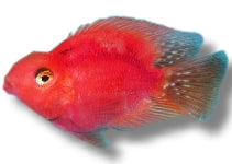 Blood Parrot Cichlid