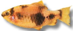 Panda Barb