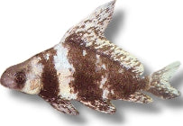 Chinese High-Fin Banded Shark | Myxocyprinus asiaticus