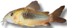 Corydoras Eques | Corydoras eques