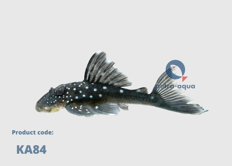 Blue Phantom Pleco | Hemiancistrus sp. L128