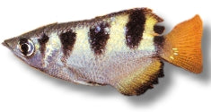 Banded Archerfish | Toxotes jaculatrix