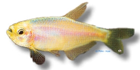 Gold Emperor Tetra | Inpaichthys kerri