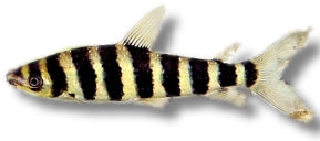Banded Leporinus | Leporinus affinis