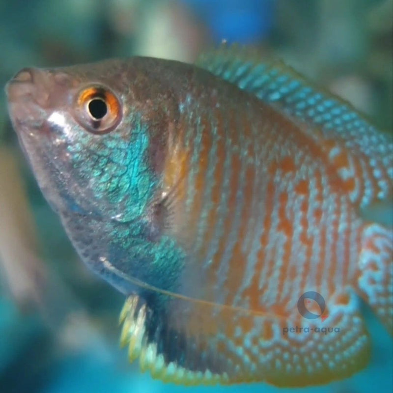 Rainbow Dwarf Gourami | Trichogaster lalius