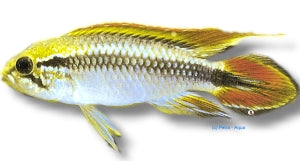 Blue Agassiz's Dwarf Cichlid | Apistogramma agassizii