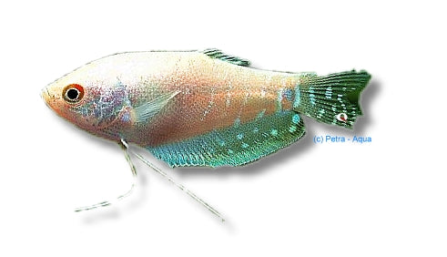 Platinum Three-Spot Gourami | Trichopodus trichopterus