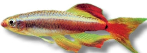 Long-Fin White Cloud Mountain Minnow | Tanichthys albonubes
