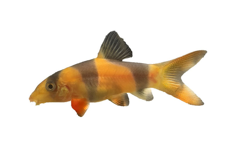Clown Loach | Chromobotia macracanthus