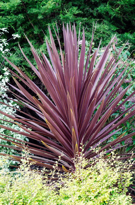 Cordyline australis 'Red Star' (P17)