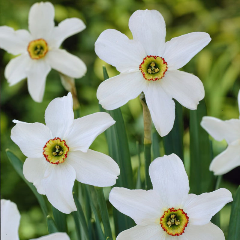 Daffodil Narcissus 'Pheasant's Eye'