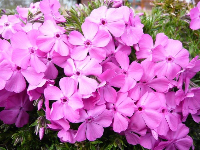 Phlox subulata Mc Daniels Cushion