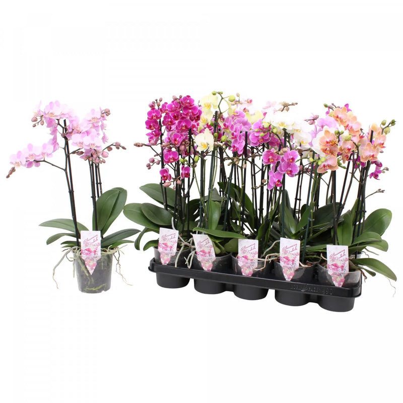Orchid Mix | Phalaenopsis mix 60-65cm 3 Stem in a 12cm Ceramic Pot