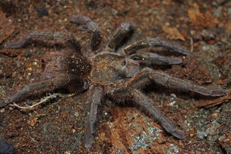 Cuban Bronze Tarantula - Phormictopus auratus