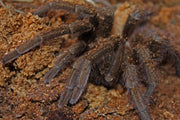 Cuban Bronze Tarantula - Phormictopus auratus