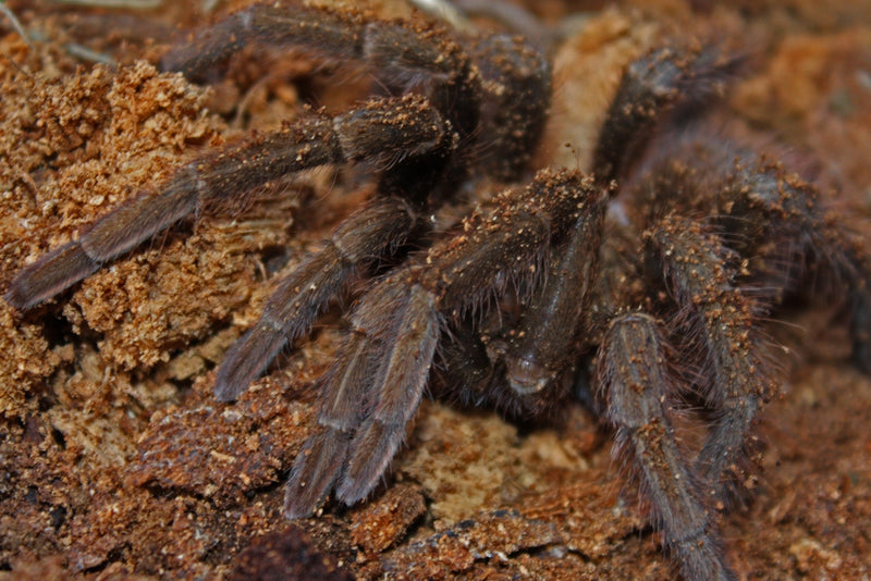 Cuban Bronze Tarantula - Phormictopus auratus