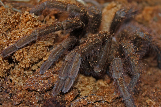 Cuban Bronze Tarantula - Phormictopus auratus