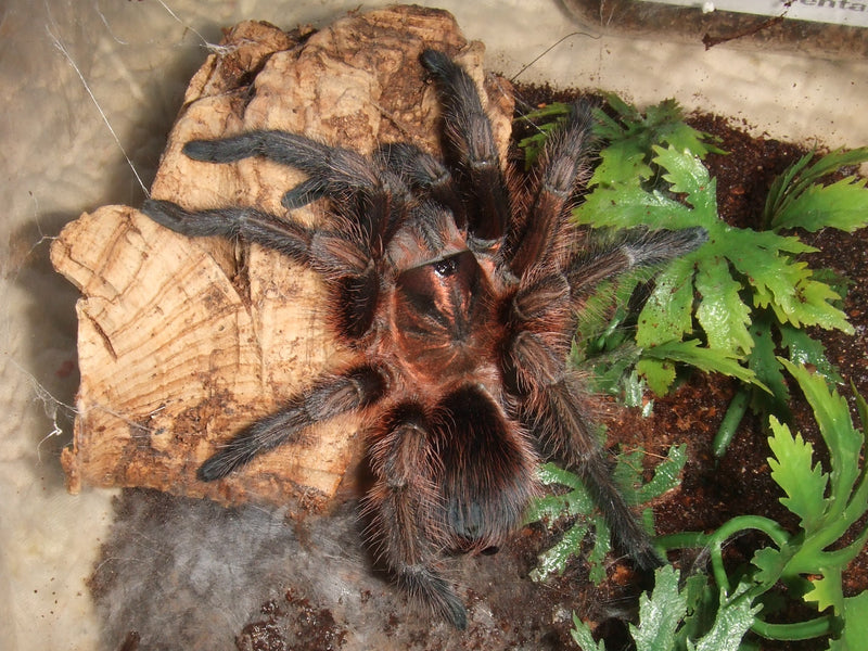 Red Island Birdeater | Phormictopus atrichomatus (L)
